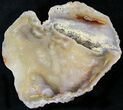 Agatized Fossil Coral Geode - Florida #22430-1